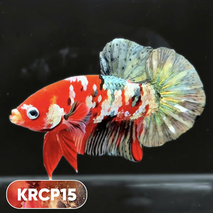Koi Red Copper Plakat Male Betta Fish | You Pick Fish