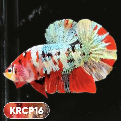 Koi Red Copper Plakat Male Betta Fish | You Pick Fish