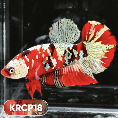Koi Red Copper Plakat Male Betta Fish | You Pick Fish