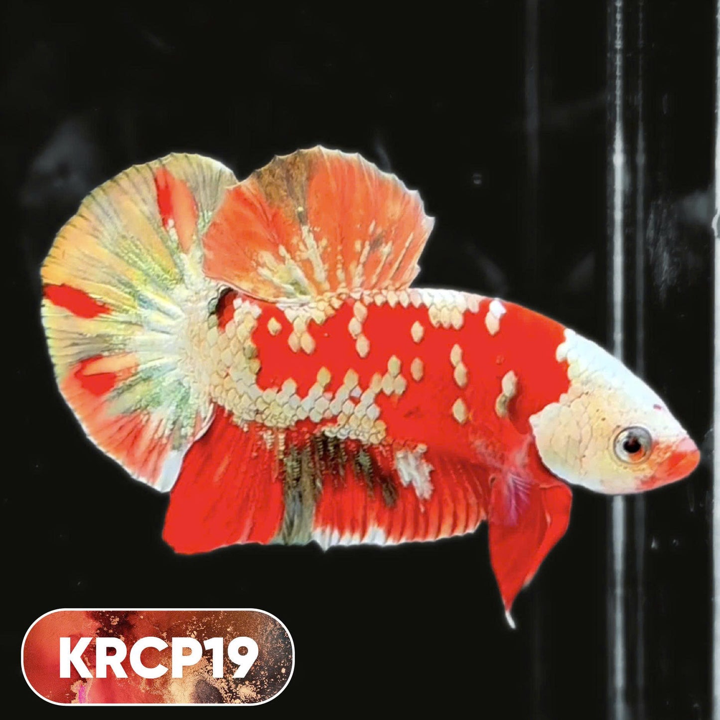 Koi Red Copper Plakat Male Betta Fish | You Pick Fish