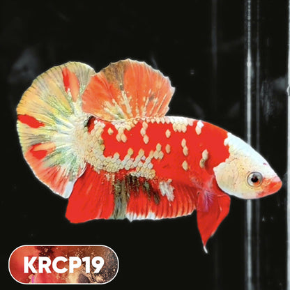 Koi Red Copper Plakat Male Betta Fish | You Pick Fish