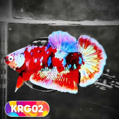 Koi Red Gold Galaxy Plakat Male Betta Fish | You Pick Fish