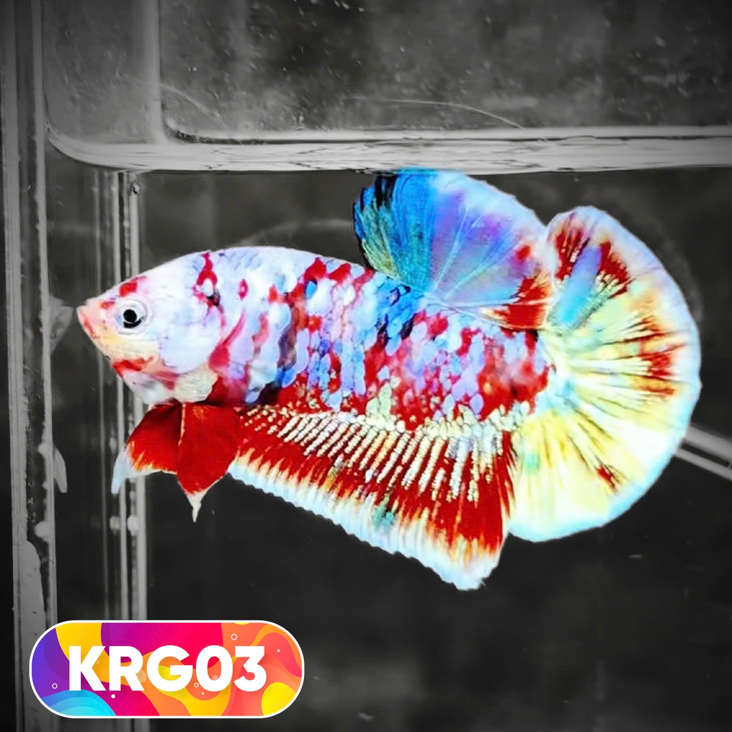 Koi Red Gold Galaxy Plakat Male Betta Fish | You Pick Fish