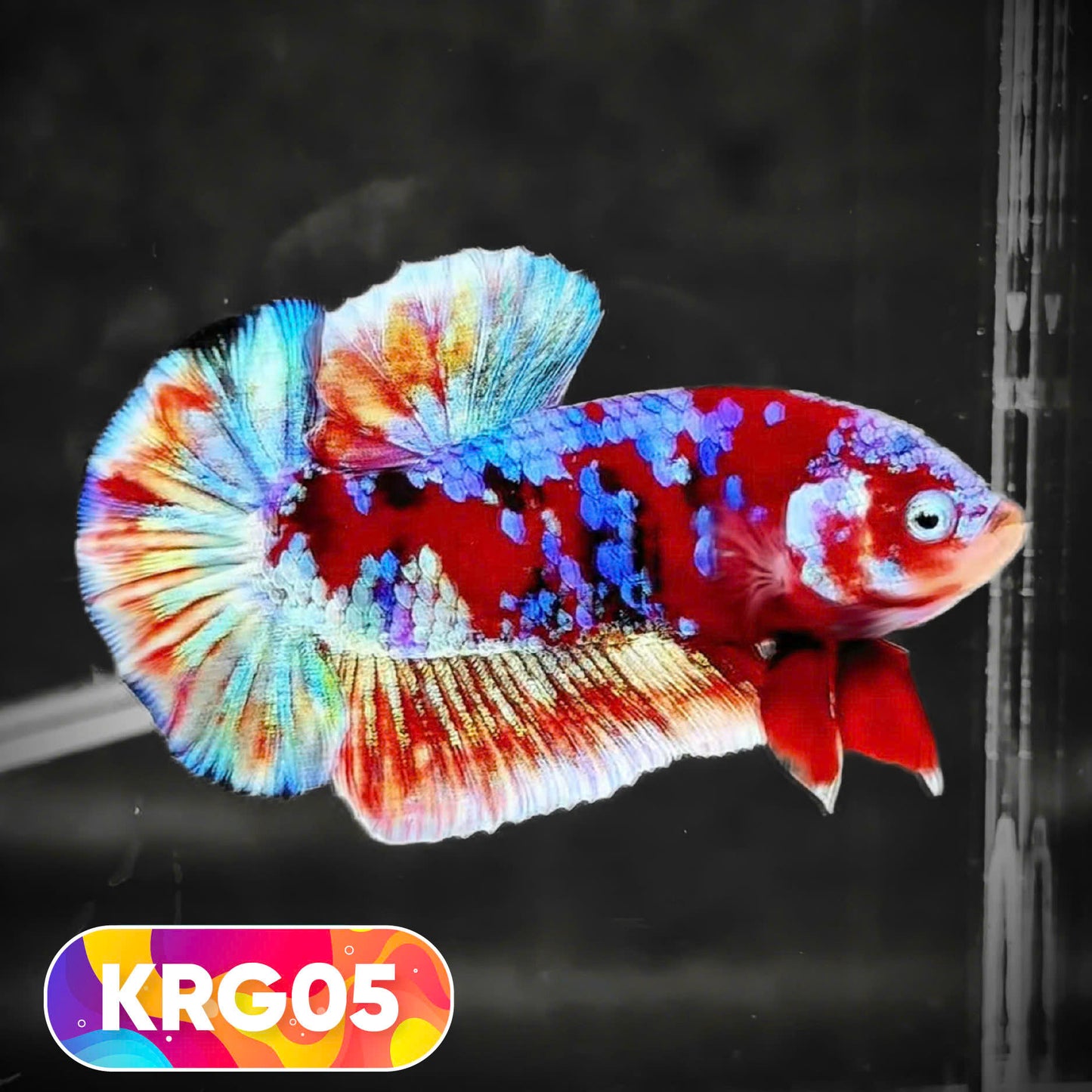 Koi Red Gold Galaxy Plakat Male Betta Fish | You Pick Fish