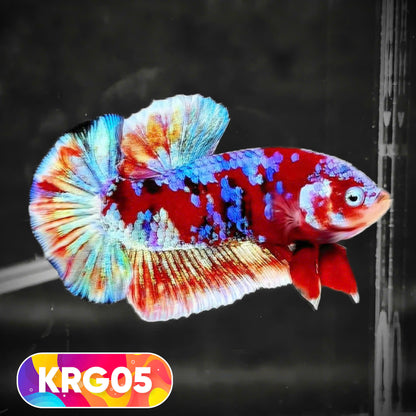 Koi Red Gold Galaxy Plakat Male Betta Fish | You Pick Fish