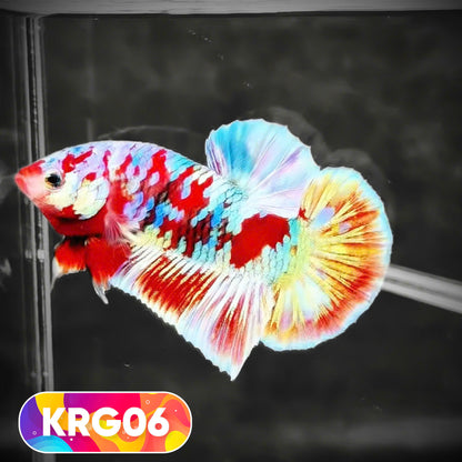 Koi Red Gold Galaxy Plakat Male Betta Fish | You Pick Fish