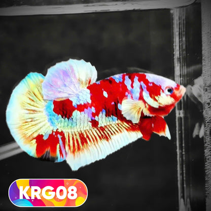 Koi Red Gold Galaxy Plakat Male Betta Fish | You Pick Fish