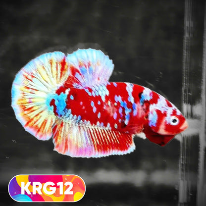 Koi Red Gold Galaxy Plakat Male Betta Fish | You Pick Fish
