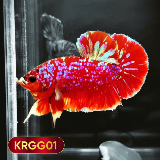 Golden Star Dust Galaxy Plakat Male Betta Fish | Super Rare | You Pick Fish