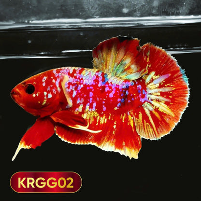 Golden Star Dust Galaxy Plakat Male Betta Fish | Super Rare | You Pick Fish