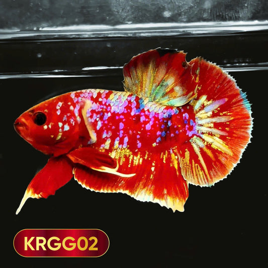 Golden Star Dust Galaxy Plakat Male Betta Fish | Super Rare | You Pick Fish