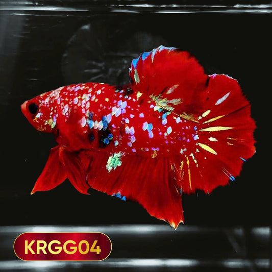Golden Star Dust Galaxy Plakat Male Betta Fish | Super Rare | You Pick Fish