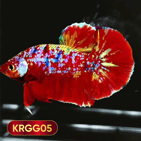 Golden Star Dust Galaxy Plakat Male Betta Fish | Super Rare | You Pick Fish