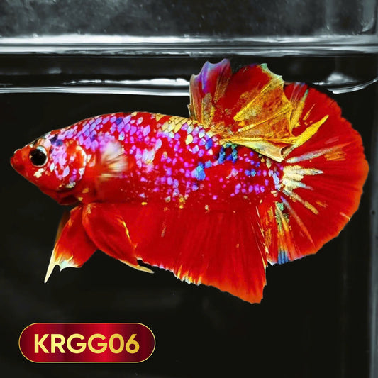 Golden Star Dust Galaxy Plakat Male Betta Fish | Super Rare | You Pick Fish