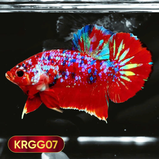 Golden Star Dust Galaxy Plakat Male Betta Fish | Super Rare | You Pick Fish