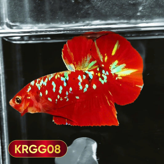 Golden Star Dust Galaxy Plakat Male Betta Fish | Super Rare | You Pick Fish