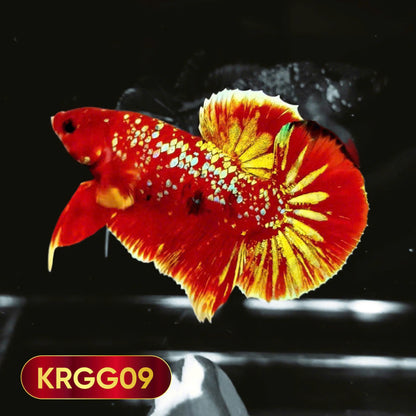 Golden Star Dust Galaxy Plakat Male Betta Fish | Super Rare | You Pick Fish