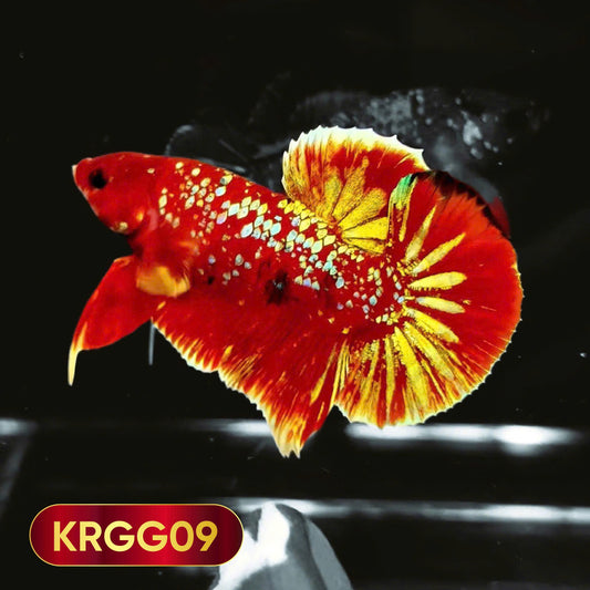 Golden Star Dust Galaxy Plakat Male Betta Fish | Super Rare | You Pick Fish