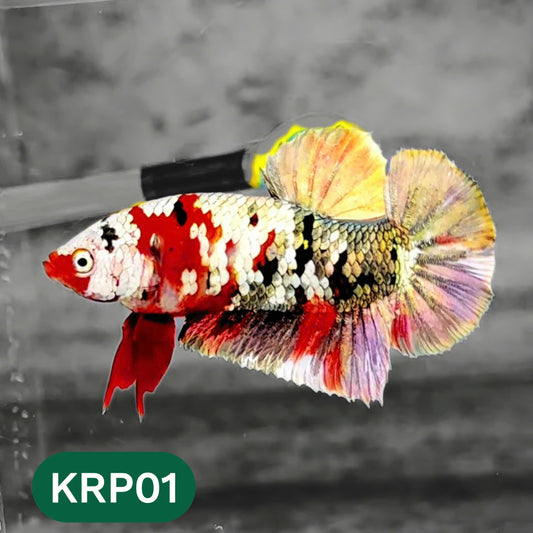 Koi Red Copper Plakat Male Betta Fish | You Pick Fish