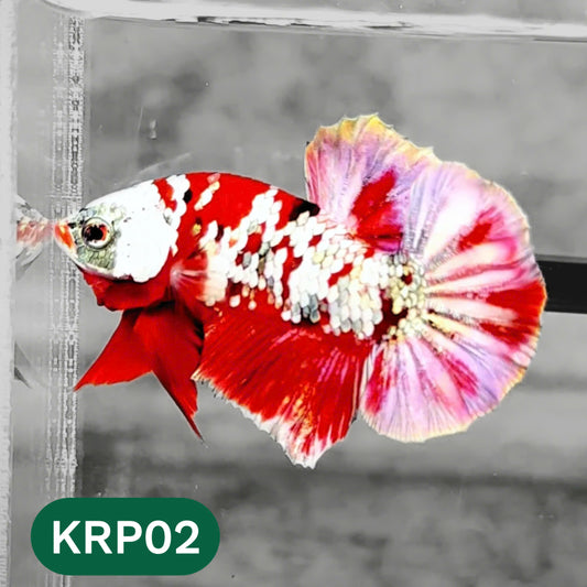 Koi Red Copper Plakat Male Betta Fish | You Pick Fish