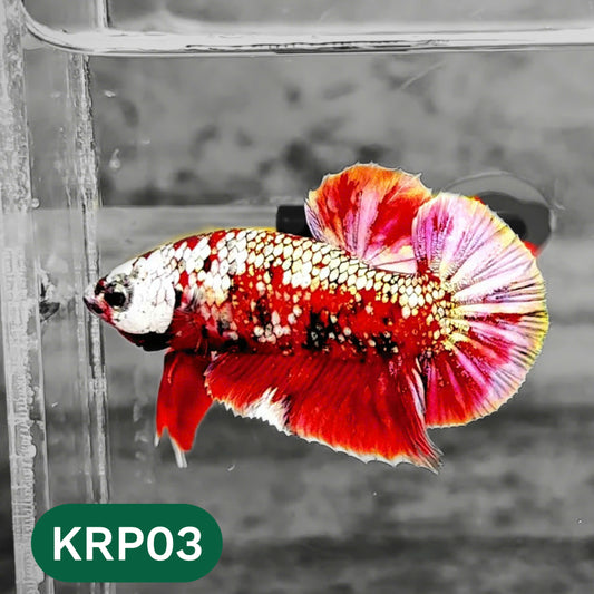 Koi Red Copper Plakat Male Betta Fish | You Pick Fish