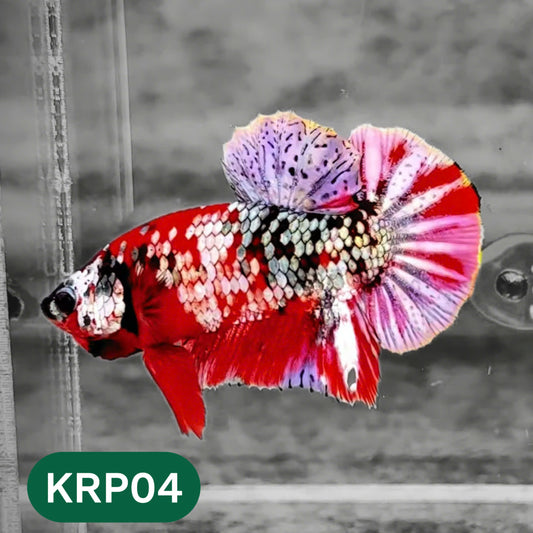Koi Red Copper Plakat Male Betta Fish | You Pick Fish