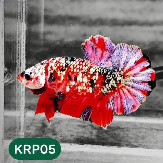 Koi Red Copper Plakat Male Betta Fish | You Pick Fish