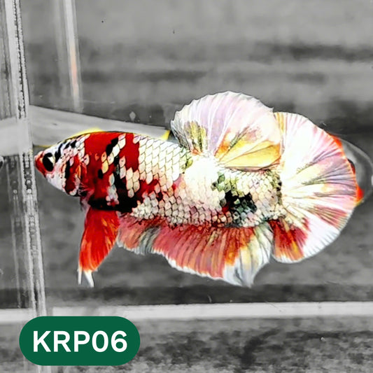 Koi Red Copper Plakat Male Betta Fish | You Pick Fish
