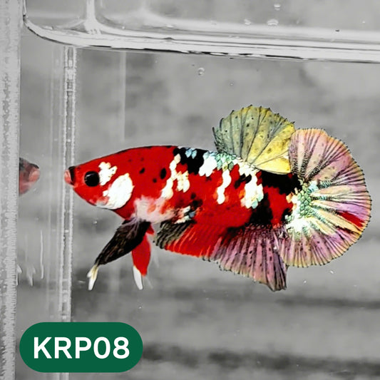 Koi Red Copper Plakat Male Betta Fish | You Pick Fish