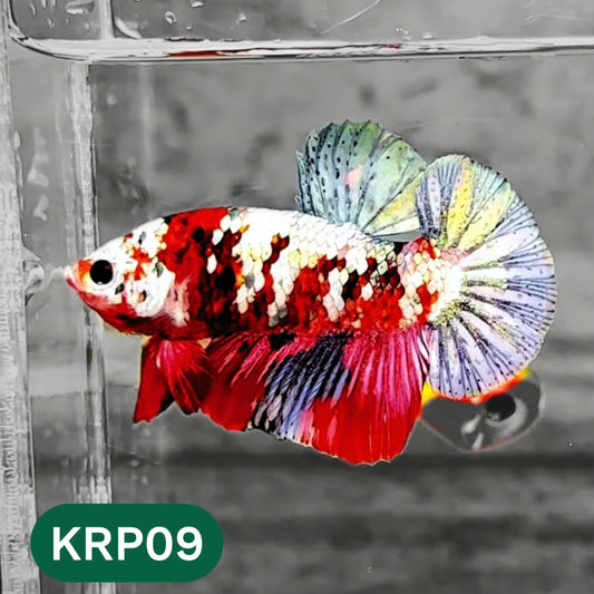 Koi Red Copper Plakat Male Betta Fish | You Pick Fish