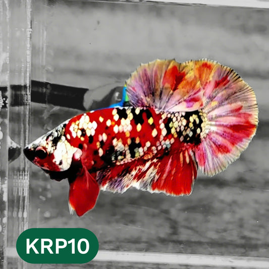 Koi Red Copper Plakat Male Betta Fish | You Pick Fish