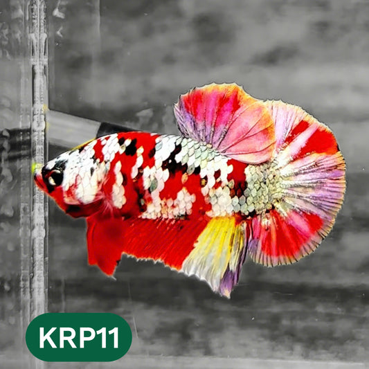 Koi Red Copper Plakat Male Betta Fish | You Pick Fish