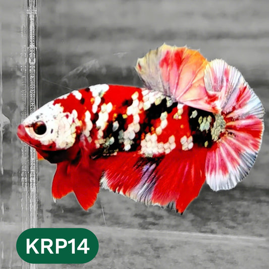 Koi Red Copper Plakat Male Betta Fish | You Pick Fish