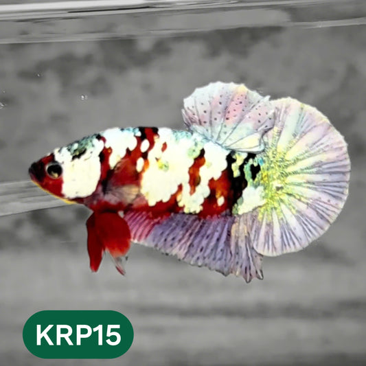 Koi Red Copper Plakat Male Betta Fish | You Pick Fish