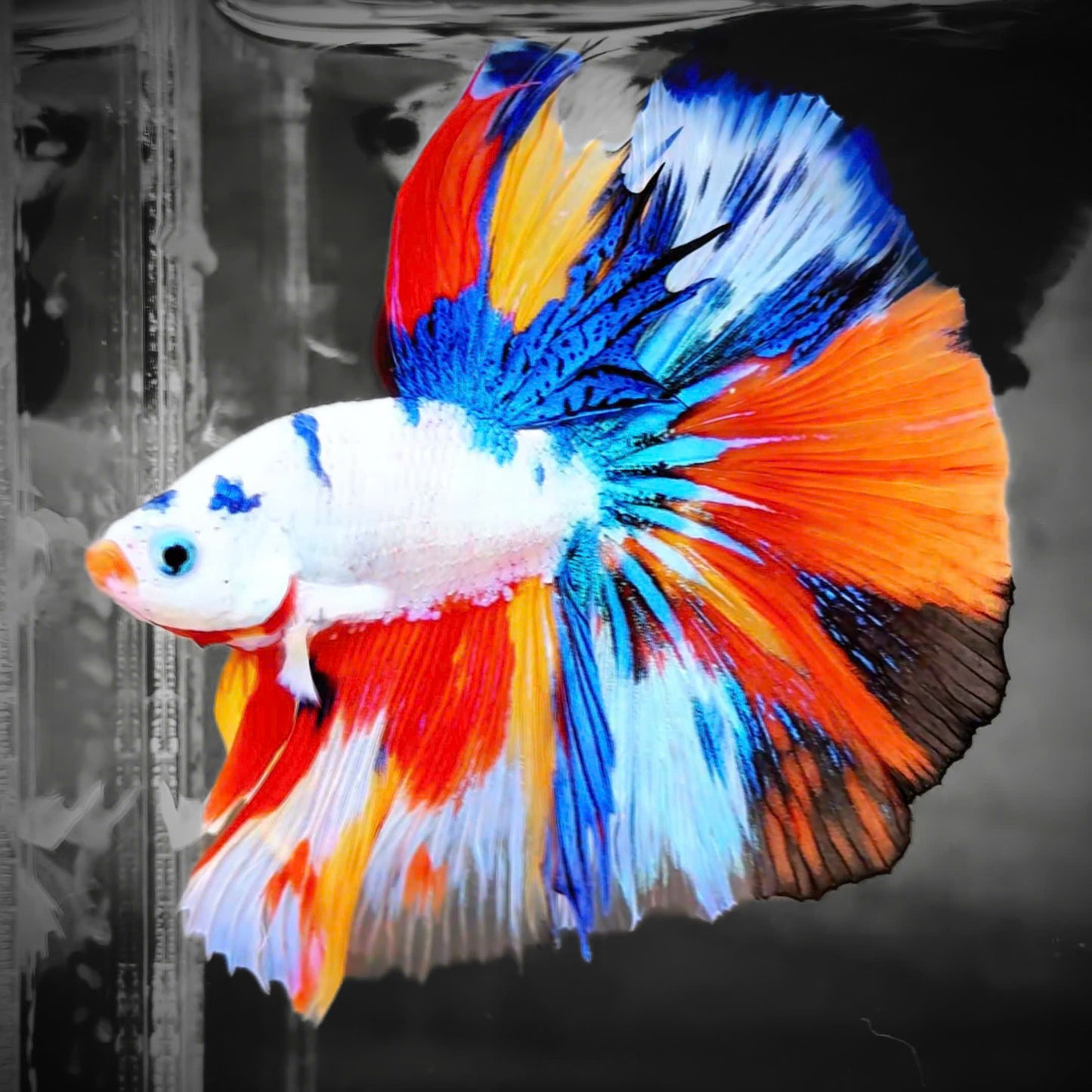 Koi Rainbow Halfmoon Male Betta Fish | Premium Mystery Betta