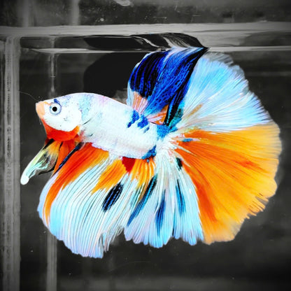 Koi Rainbow Halfmoon Male Betta Fish | Premium Mystery Betta