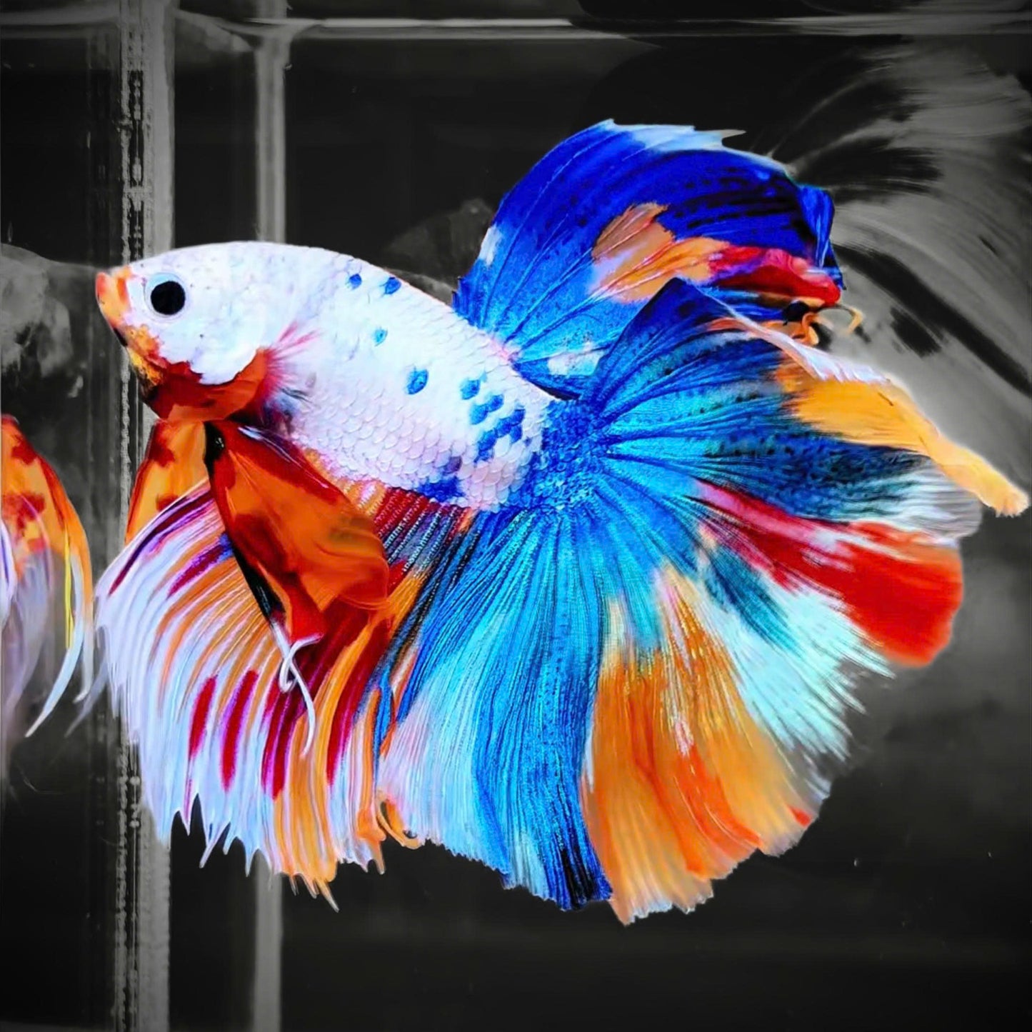Koi Rainbow Halfmoon Male Betta Fish | Premium Mystery Betta
