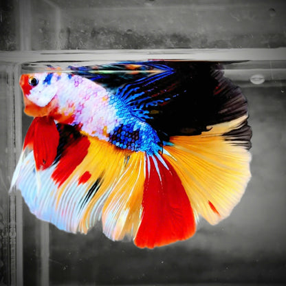 Koi Rainbow Halfmoon Male Betta Fish | Premium Mystery Betta
