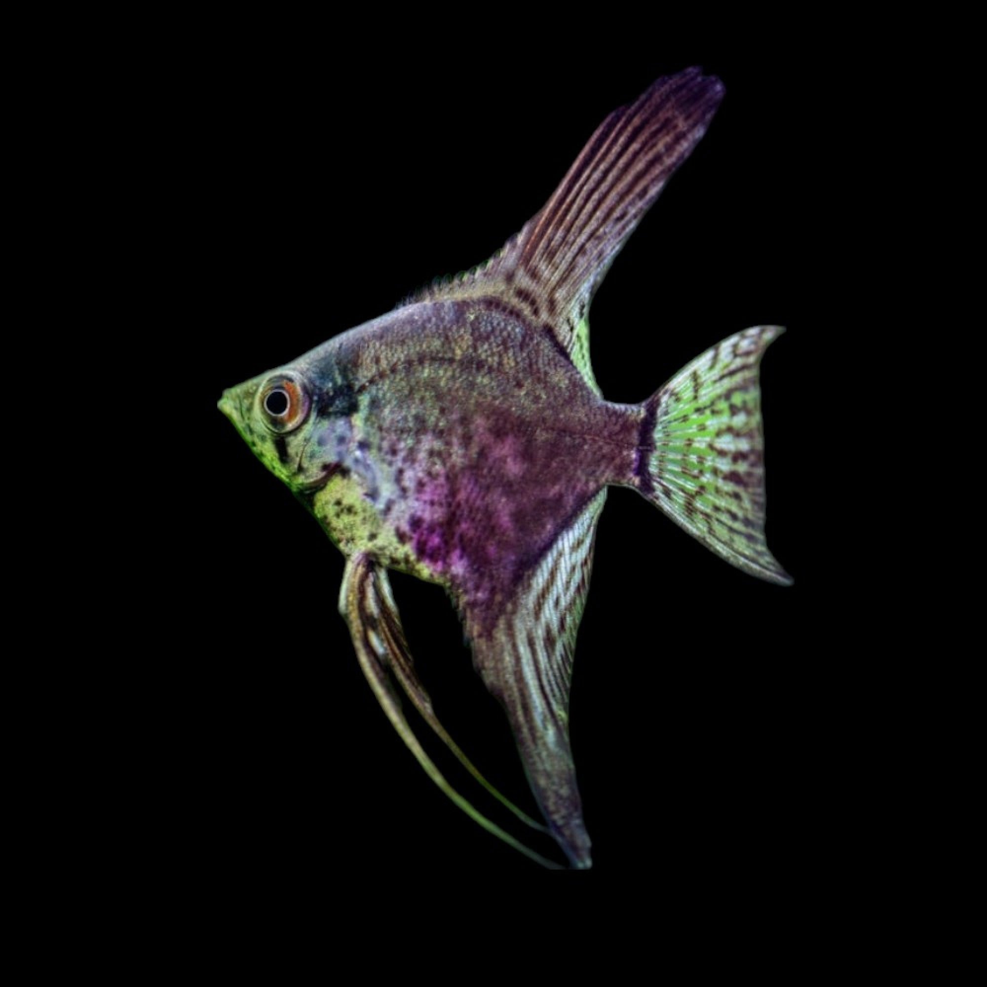 Patterned Angelfish Leopard Angelfish | Spotted Pattern Freshwater Angelfish – Tropicflow