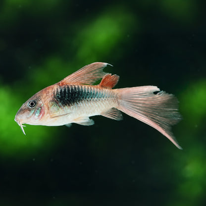 Long Fin Bronze Cory Catfish – Corydoras Aeneus