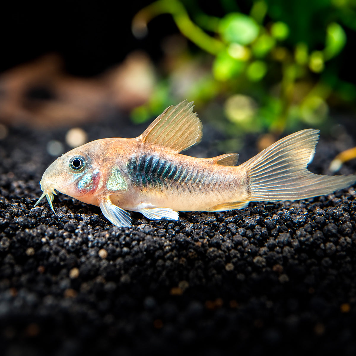 Long Fin Bronze Cory Catfish – Corydoras Aeneus