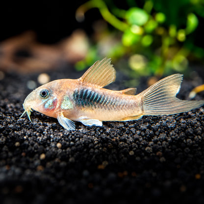 Long Fin Bronze Cory Catfish – Corydoras Aeneus