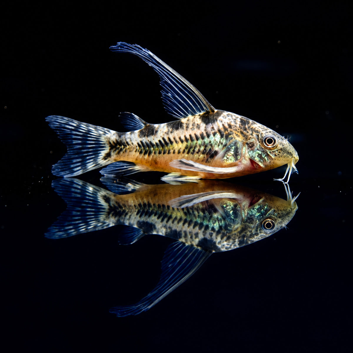 Long Fin Peppered Cory Catfish – Corydoras Paleatus