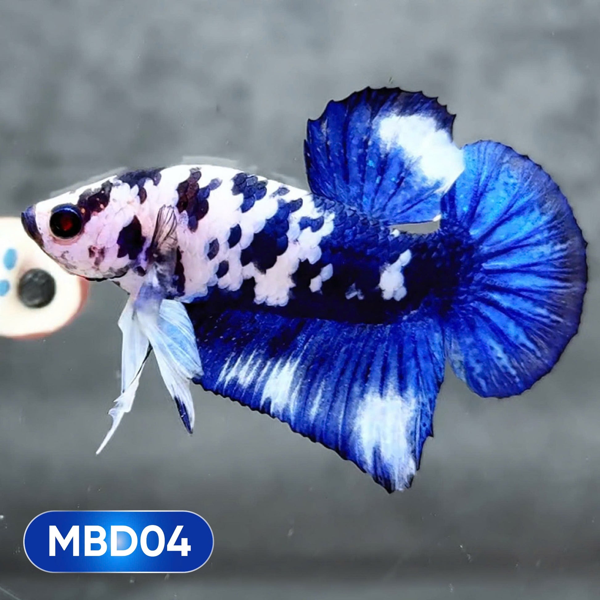 Blue Marble Dot Plakat Male Betta Fish | You Pick Fish