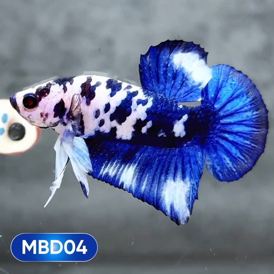 Blue Marble Dot Plakat Male Betta Fish | You Pick Fish