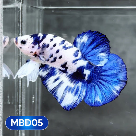 Blue Marble Dot Plakat Male Betta Fish | You Pick Fish