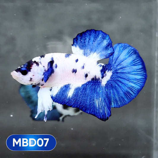 Blue Marble Dot Plakat Male Betta Fish | You Pick Fish