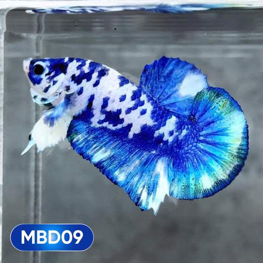 Blue Marble Dot Plakat Male Betta Fish | You Pick Fish