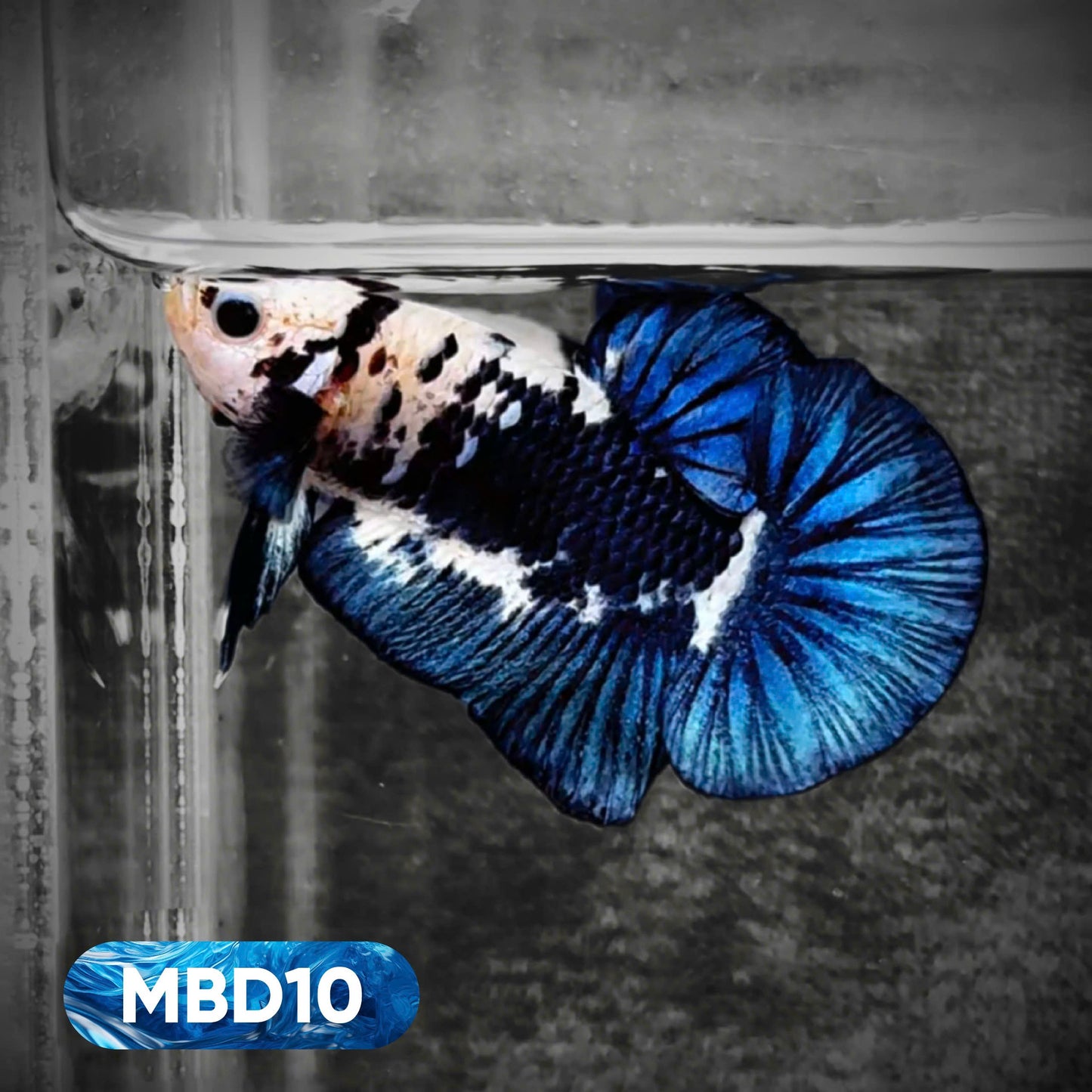 Blue Marble Dot Plakat Male Betta Fish | You Pick Fish