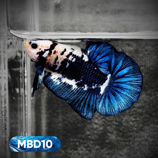 Blue Marble Dot Plakat Male Betta Fish | You Pick Fish